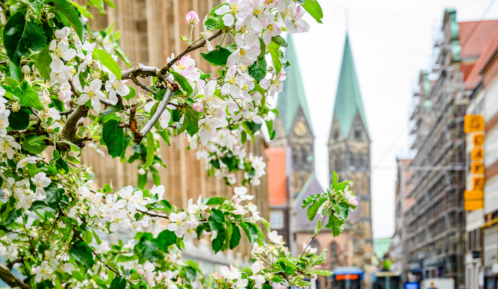 © CityInitiative | Bremen blüht auf Obernstraße | 