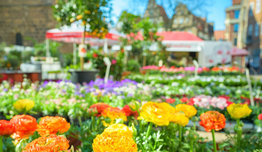 Bremen blueht auf Domshof 2024 | 