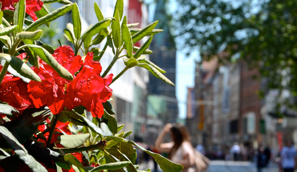 © CityInitiative | Rhododendron II | 